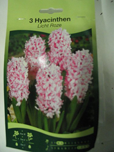 Startseite Shop Blumen & Pflanzen Blumenzwiebeln Hyazinthen [R Startseite Shop Blumen & Pflanzen Blumenzwiebeln Hyazinthen [R