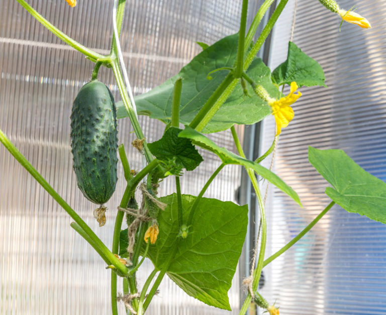 Gurken im Gewächshaus So klappt der Anbau Garten Blog