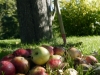 bauerngarten