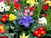 blumenschmuck_terasse