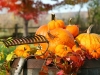 herbst-im-garten