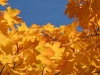 laub