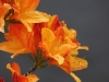 rhododendron