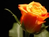 gelbe-rose
