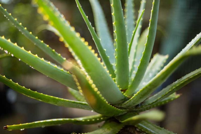 Aloe Vera Pflanze Was kann man alles damit machen