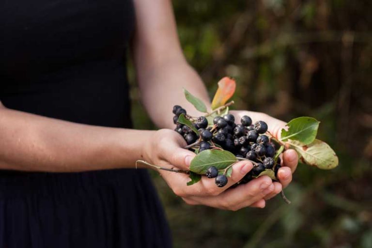 Aronia
