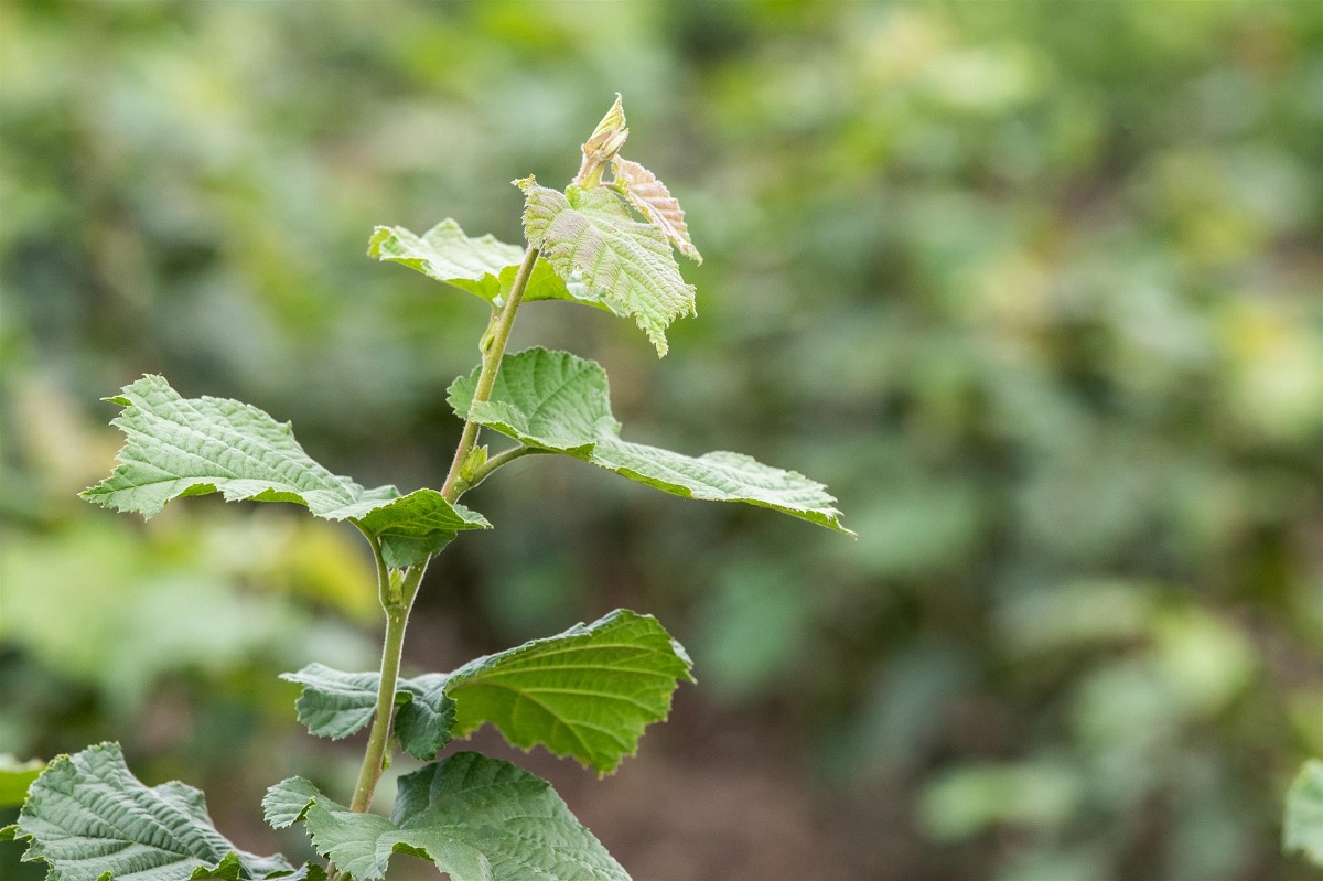 Klimabäume für den eigenen Garten 5 Tipps als Inspiration Garten Blog