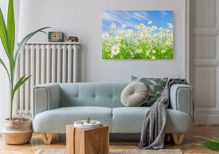 Bild Blumen Gänseblümchen im Wohnzimmer