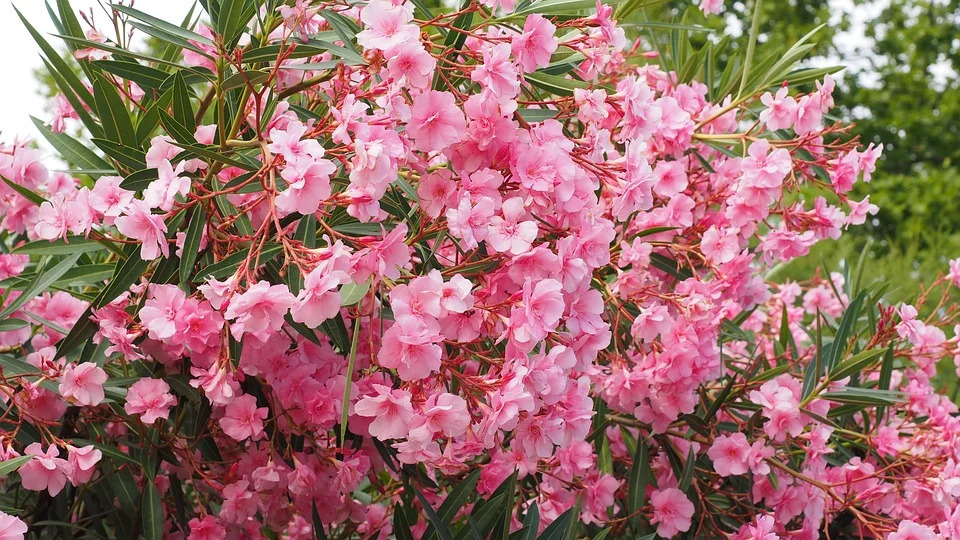 Oleander Frost verträgt er das? Garten Blog