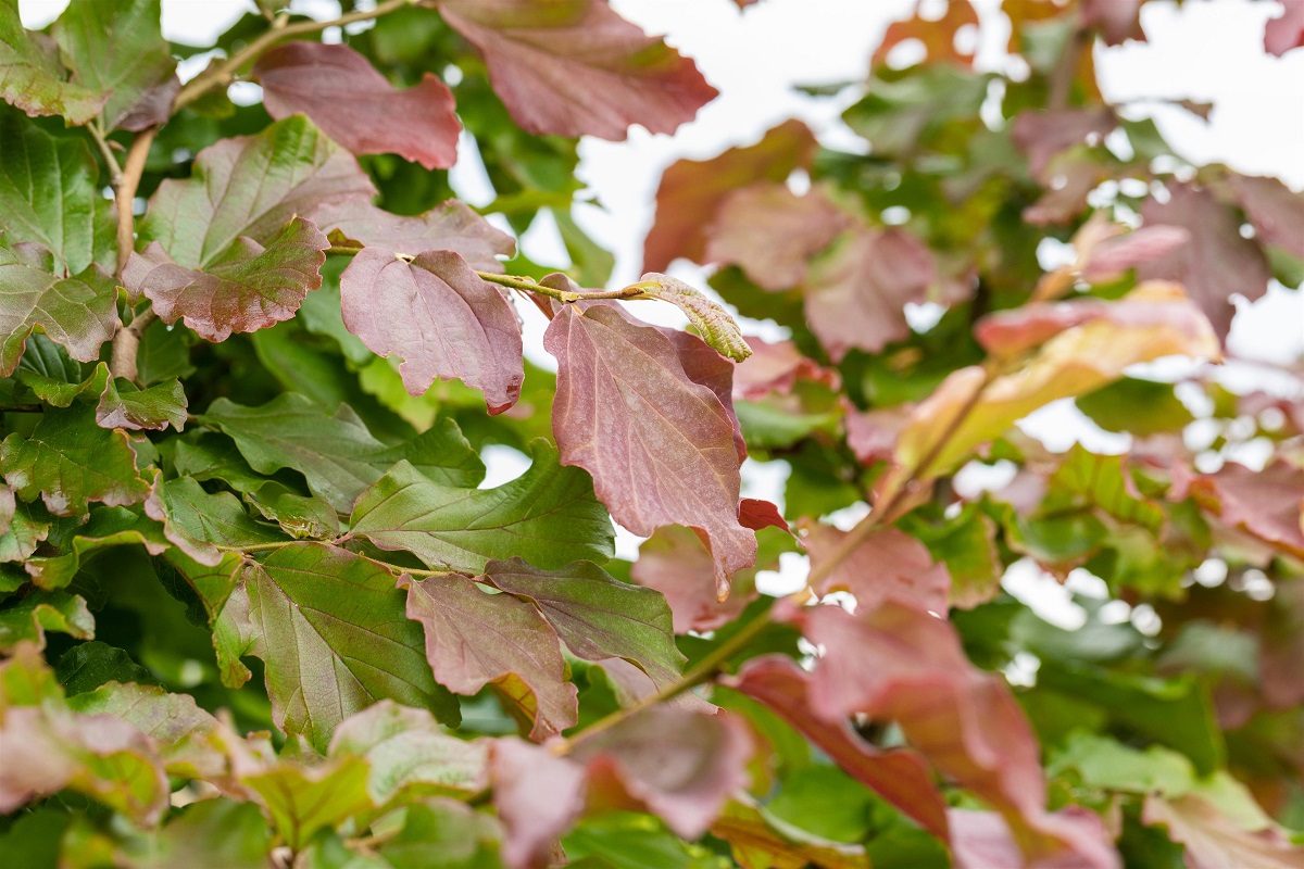 Klimabäume für den eigenen Garten 5 Tipps als Inspiration Garten Blog