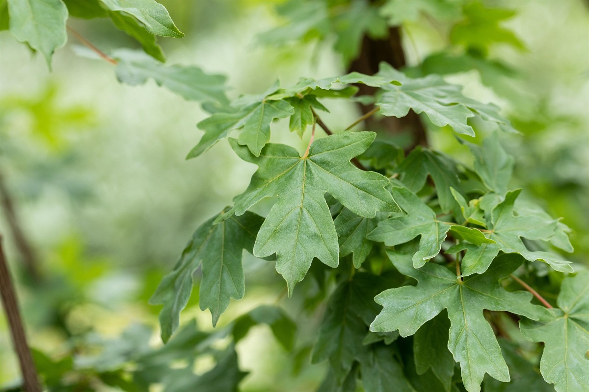 Klimabäume für den eigenen Garten 5 Tipps als Inspiration Garten Blog