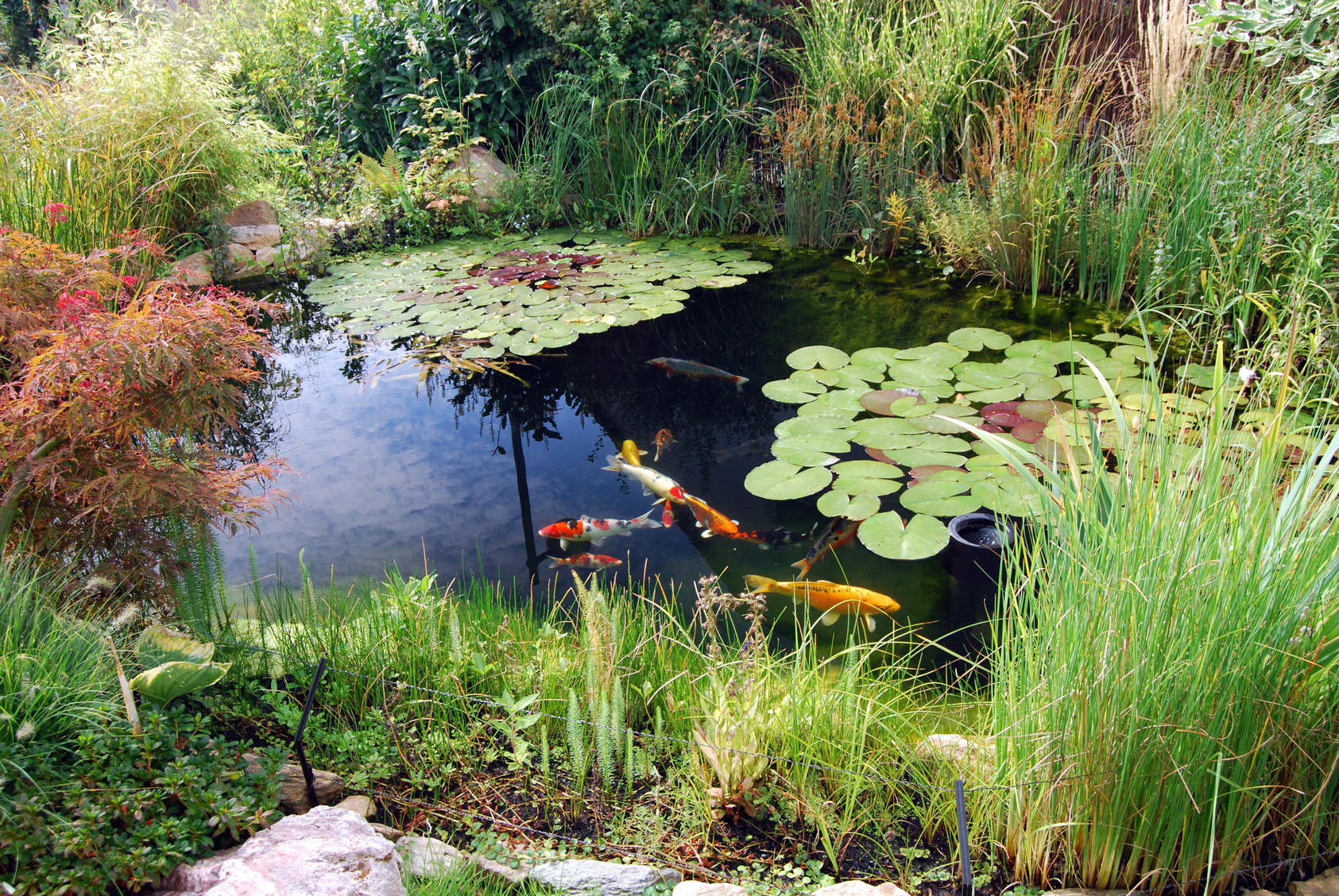 Die Planung eines Koiteichs ist sehr wichtig Garten Blog