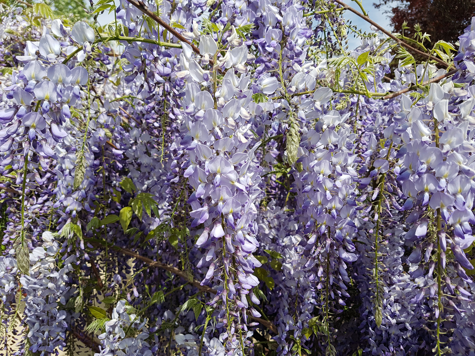 Die pompöse Kletterpflanze der Blauregen Garten Blog