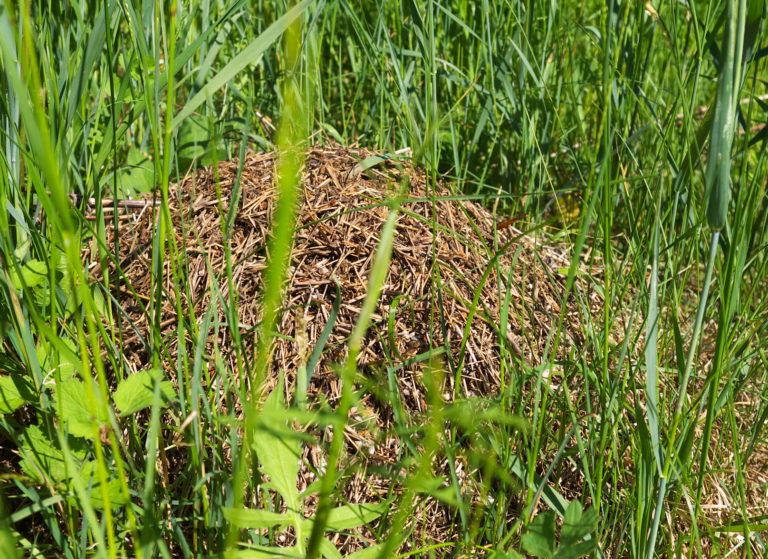 So vertreiben Sie Ameisen auf natürliche Weise im Garten Garten Blog