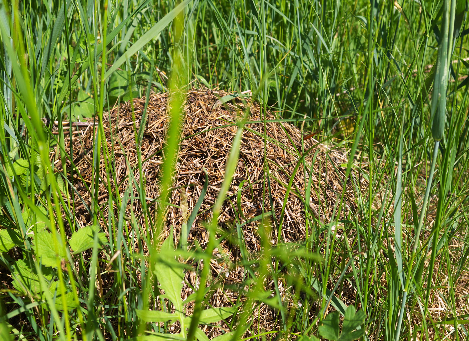 So vertreiben Sie Ameisen auf natürliche Weise im Garten