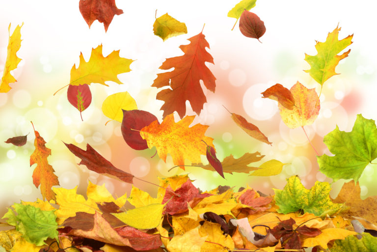 Gartenarbeit im herbst