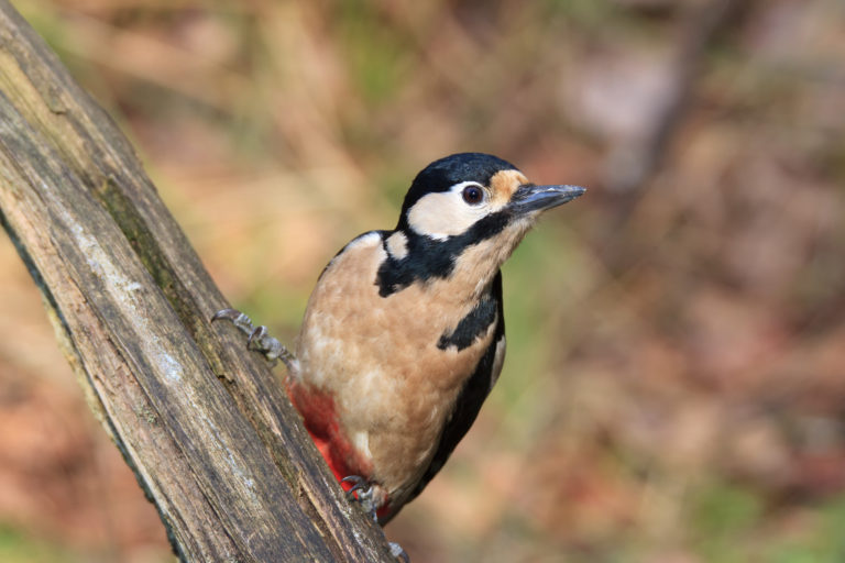 Ein vogelfreundlicher Garten
