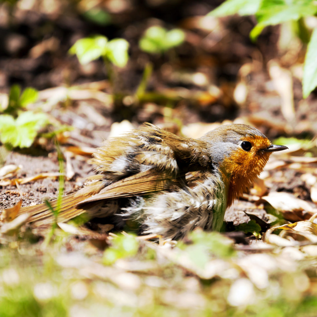 So gestalten Sie ein vogelfreundlicher Garten Teil 1