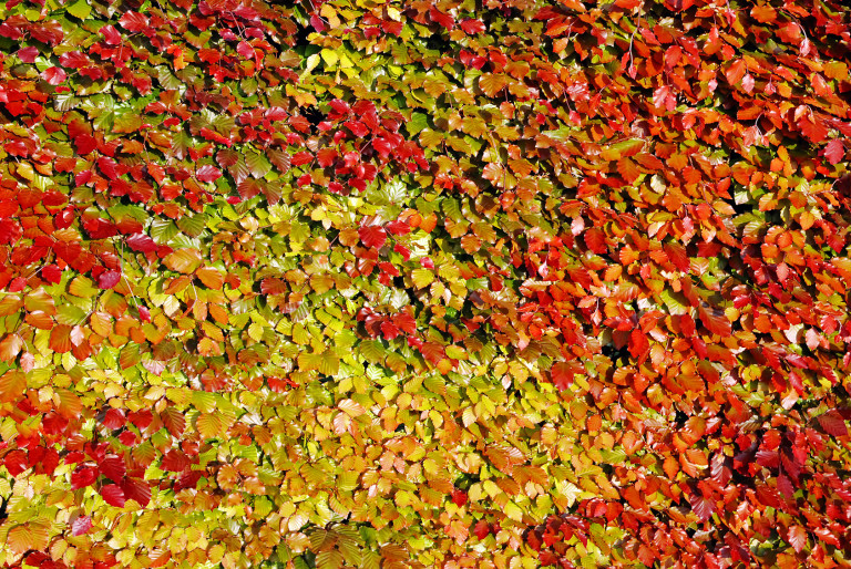Blutbuchenhecke
