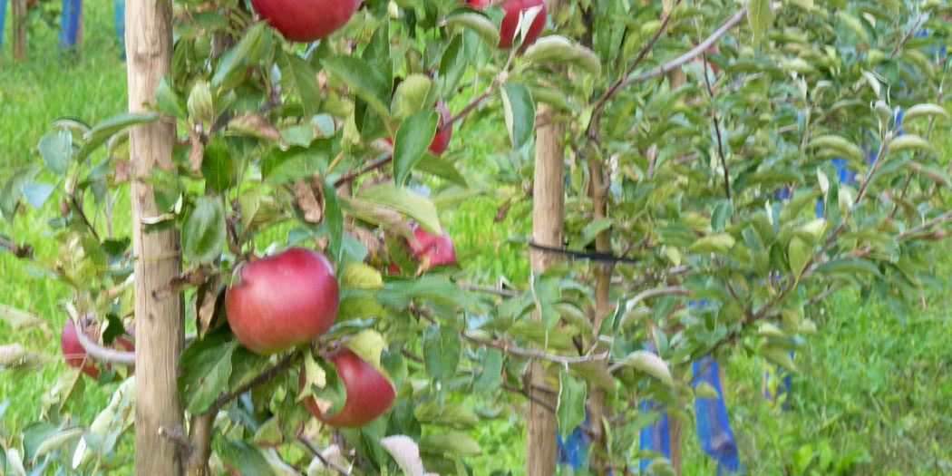 kleine Obstbäume Archive Garten Blog