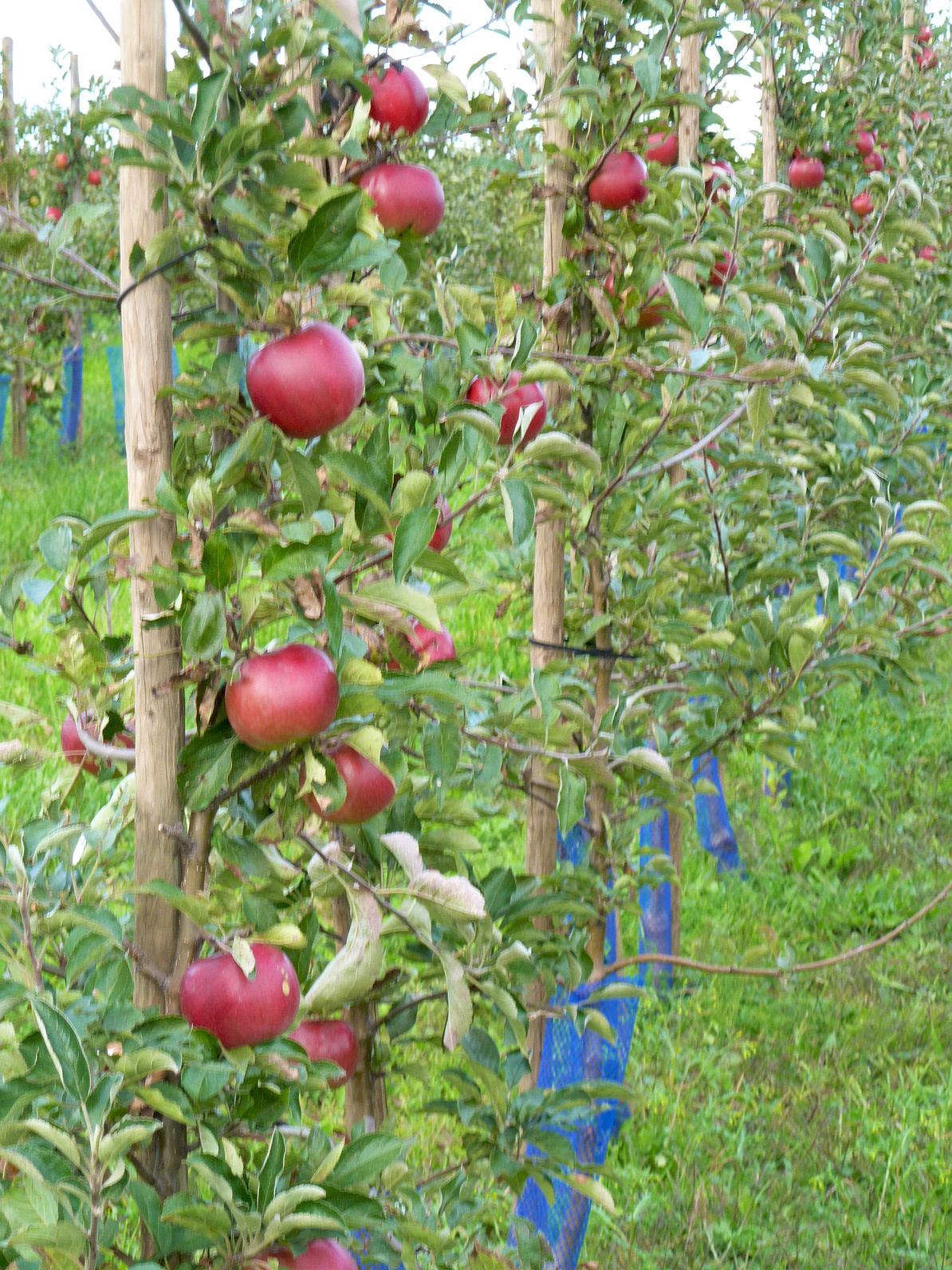 Säulenobstbäume eignen sich für kleine Gärten Garten Blog