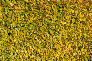 Hainbuchenhecke im Herbst