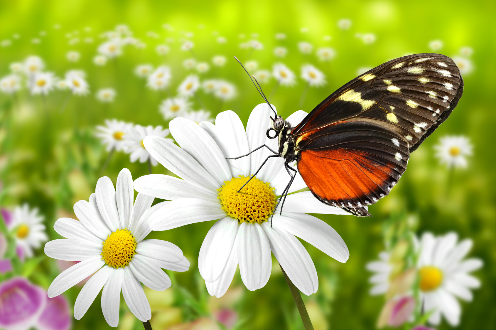 Ein Garten für Schmetterlinge ist was ganz besonderes Garten Blog