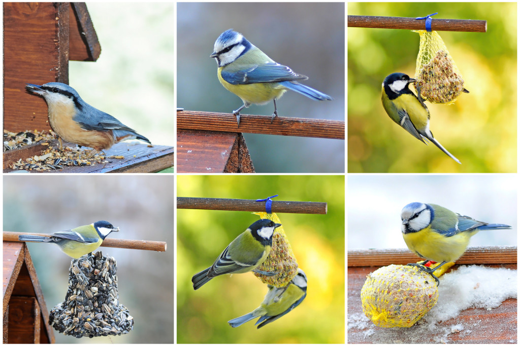 Ein vogelfreundlicher Garten ist eine Bereicherung