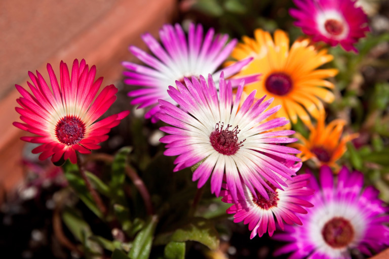 Winterharte Sukkulenten im Garten sind eine Bereicherung Garten Blog
