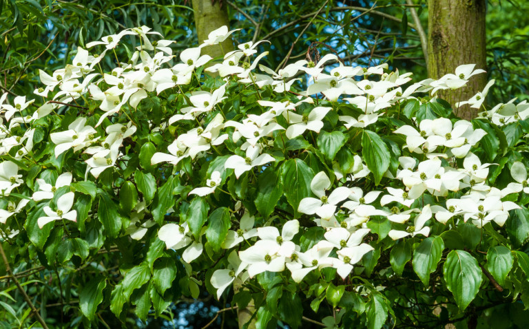 Der Hartriegel ist das ganze Jahr im Garten ein Hingucker Garten Blog