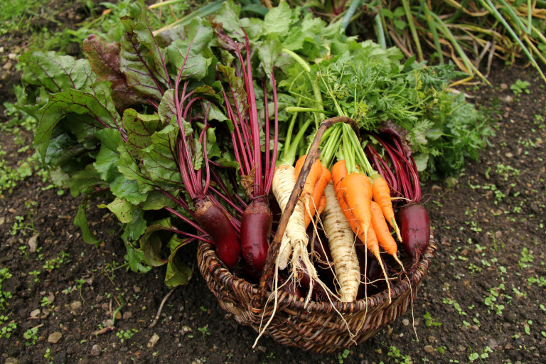 Biogarten