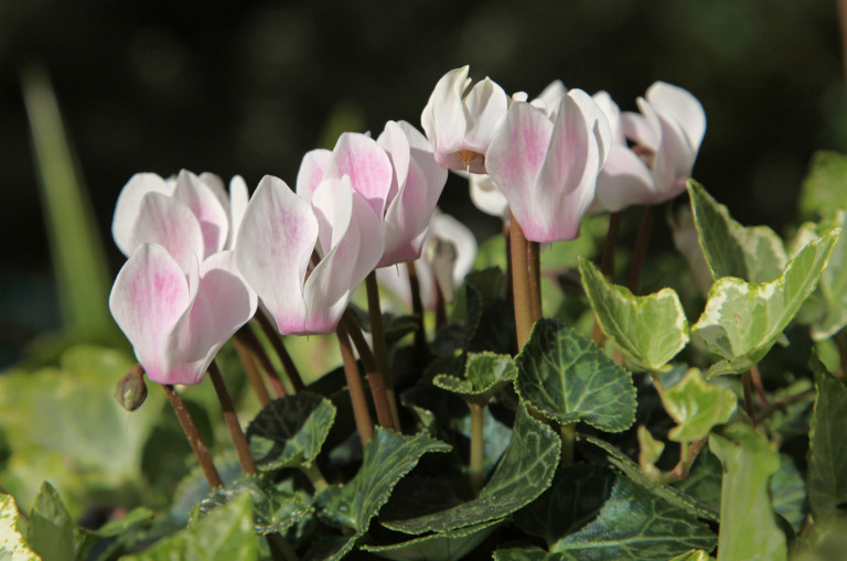 Alpenveilchen sind die Stars auch für einen Wintergarten Garten Blog