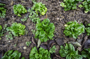 Feldsalat-Garten