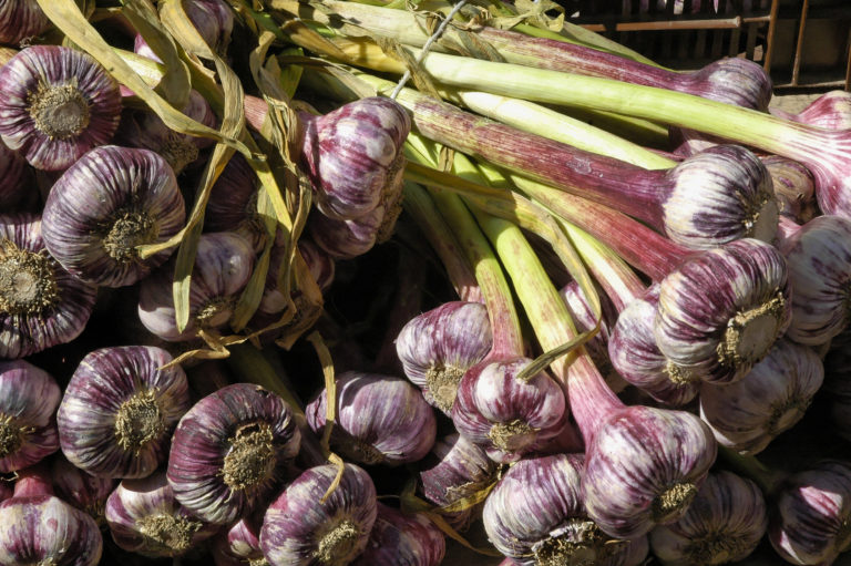 Knoblauch pflanzen