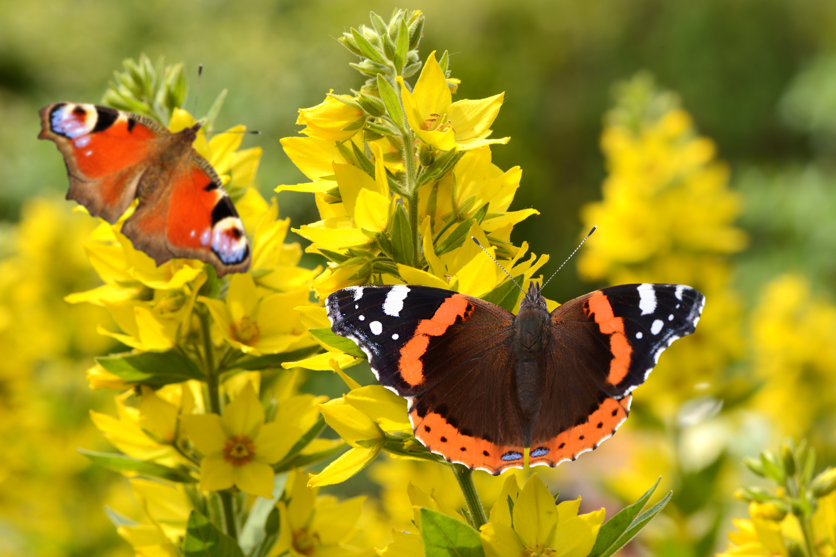 Ein Garten für Schmetterlinge ist was ganz besonderes Garten Blog