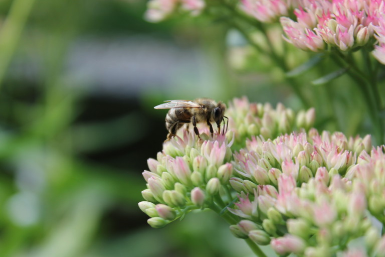 bienenfreundlicher Garten