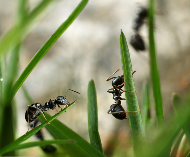 Ameisen im Garten