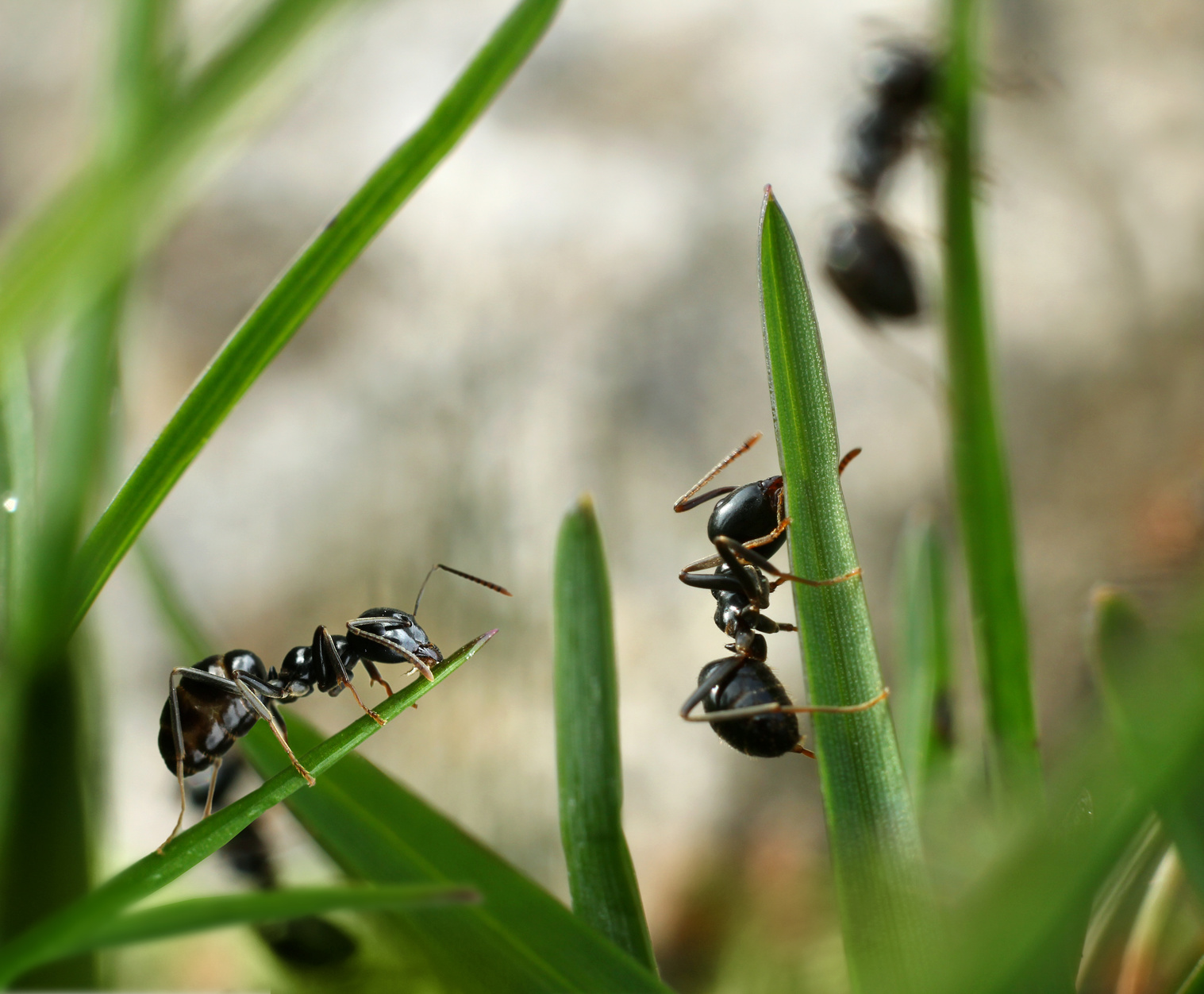 So vertreiben Sie Ameisen auf natürliche Weise im Garten - Garten Blog