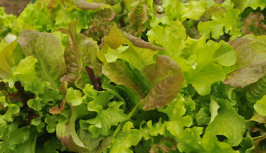 Einfach nur lecker Pflücksalat vom eigenen Garten Garten Blog