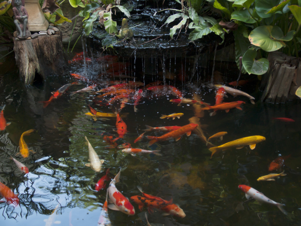 Koi-Teich