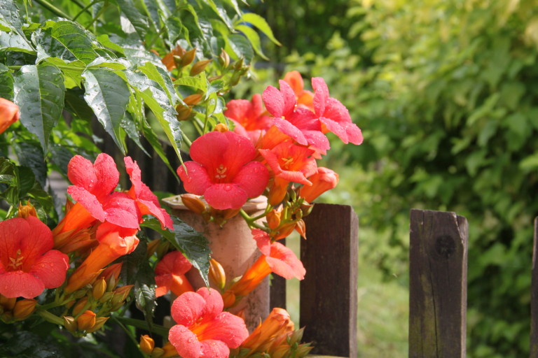 Trompetenblume rot