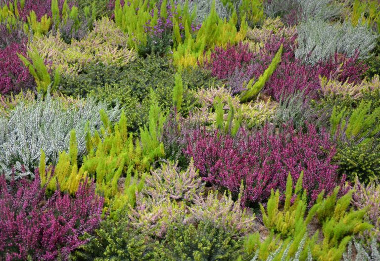 Heidegarten