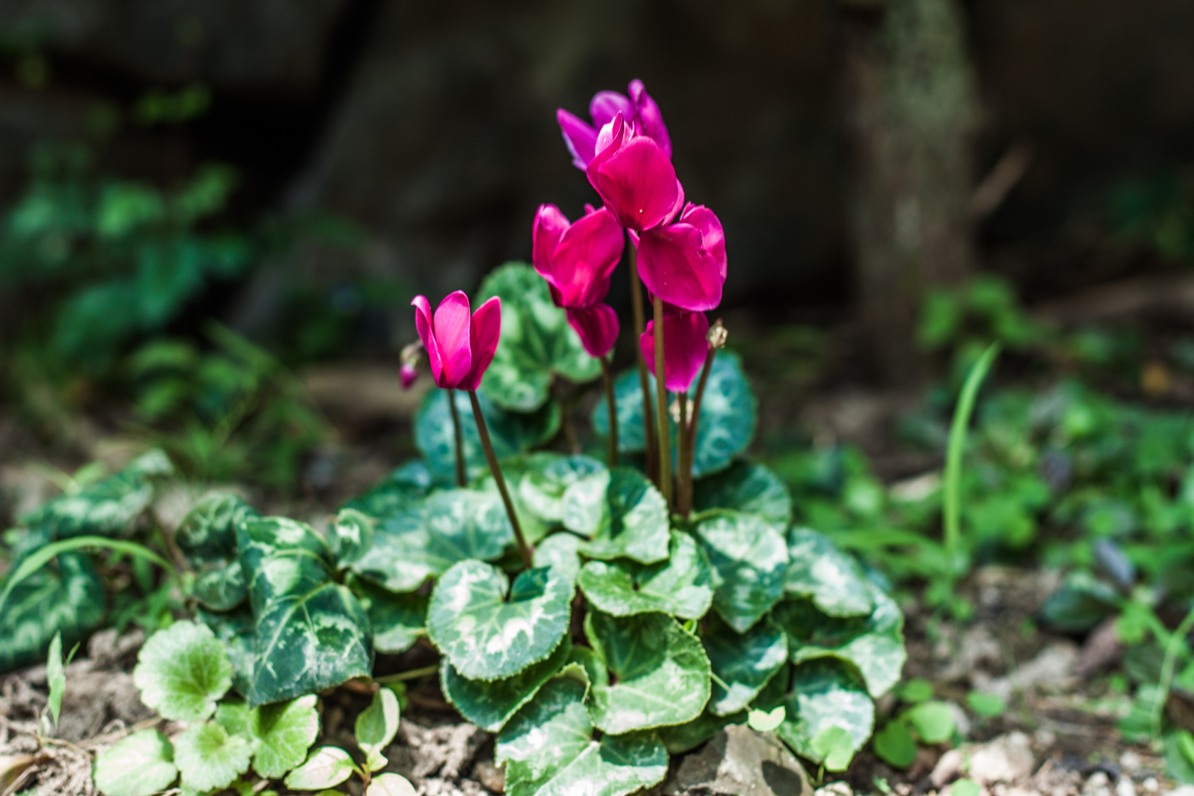 Alpenveilchen sind die Stars auch für einen Wintergarten