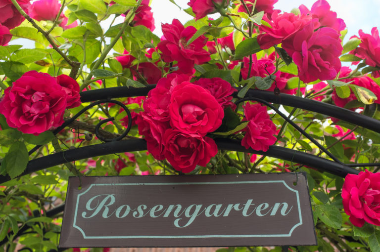 Rosenbogen