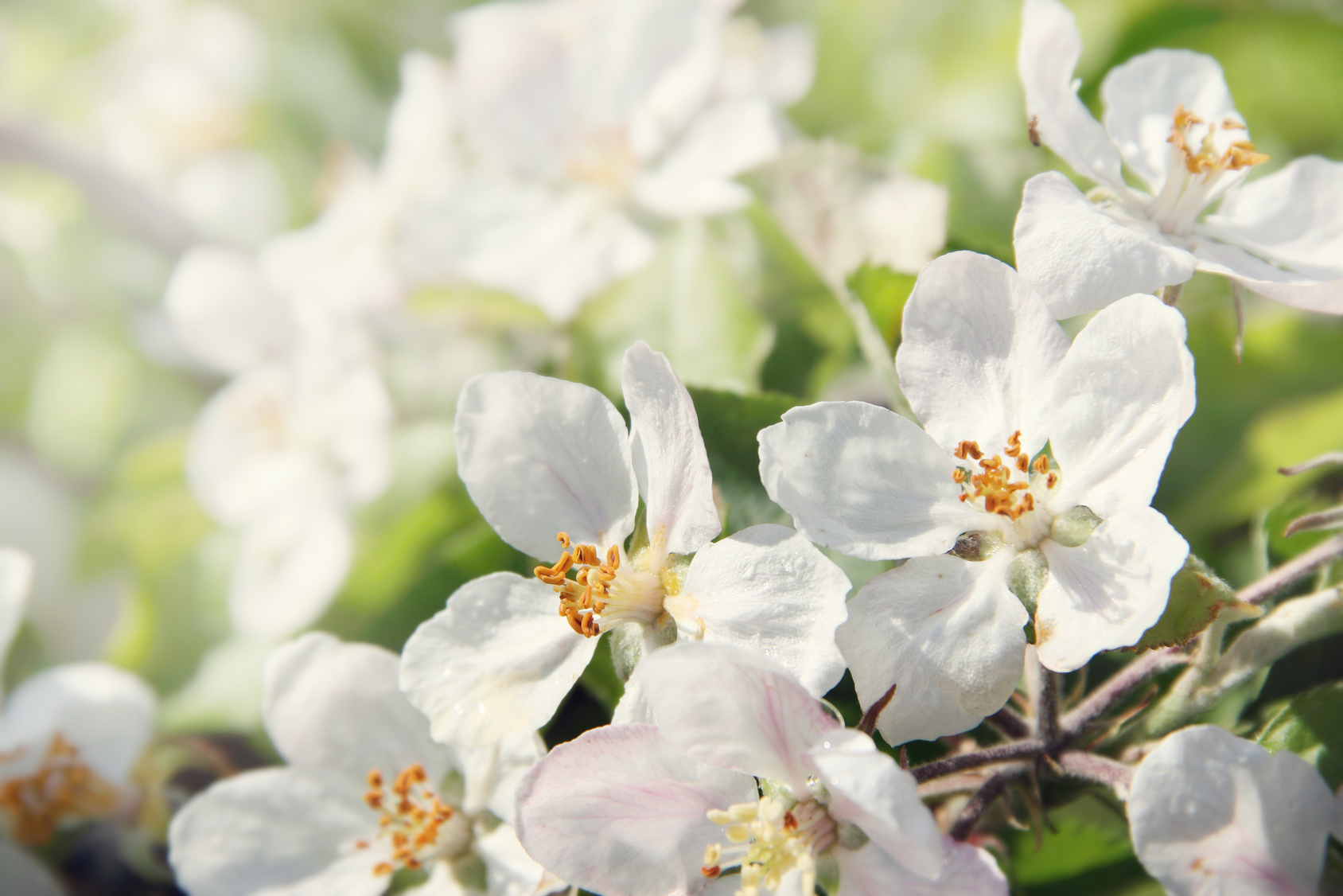 Ein weißer Garten ist was ganz besonderes Garten Blog