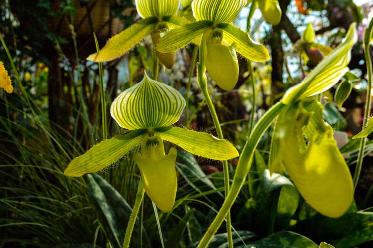 Gelbe Orchidee / Frauenschuh
