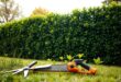 Hecke entfernen