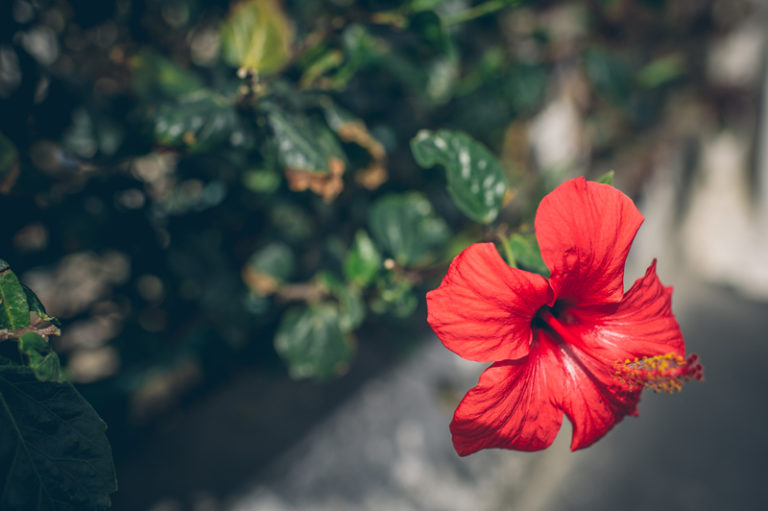 HibiskusPflege Pflanzen, Gießen, Düngen und Schneiden für eine üppige