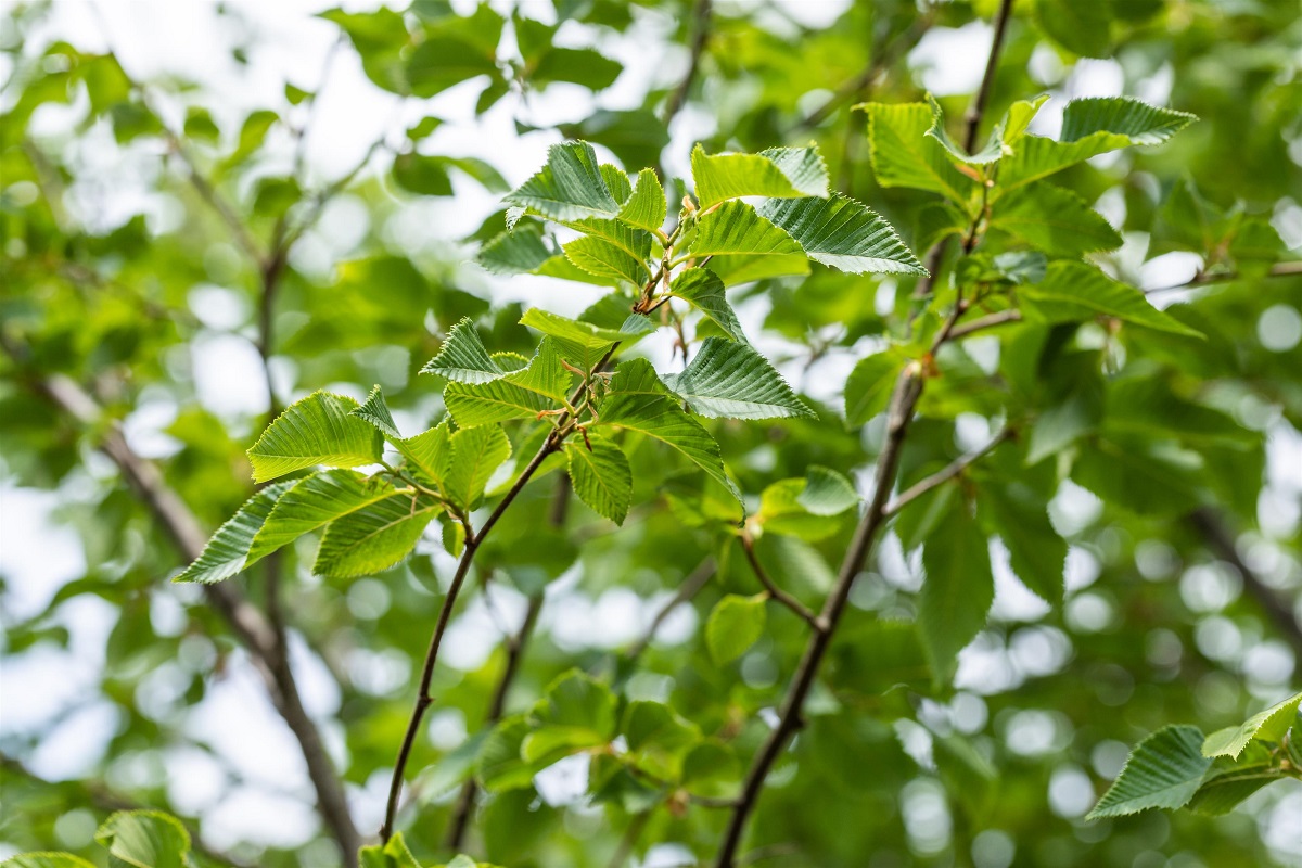 60+ Klimabäume Für Den Garten, Dadurch eignen sich die bäume
