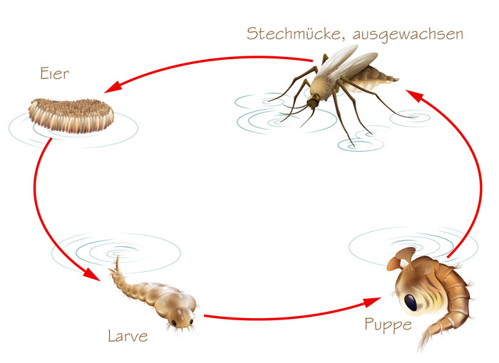 Lebenzyklus der Mücke
